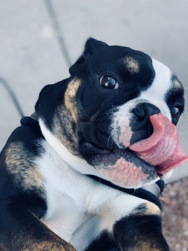 1 year old English bulldog.