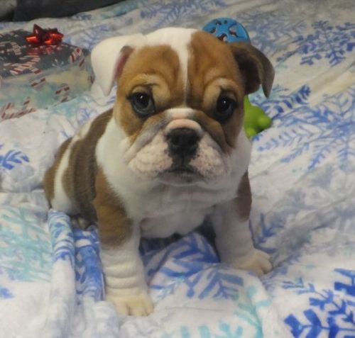 Fermale English Bulldog puppy (Eliz)