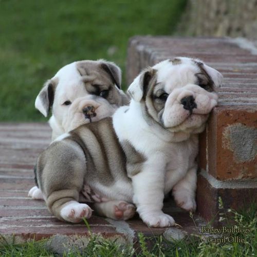 English Bulldog Puppies AKC Registered