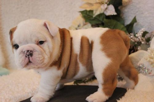 13 Weeks English Bulldog Puppies