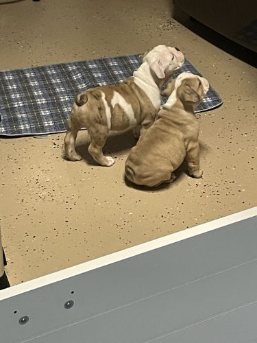 English Bulldog Puppies For Sale