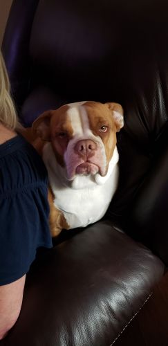 One year old English Bulldog for sale. Needs to be a one dog family.