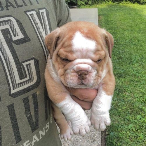 english bulldogs