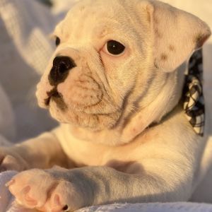 English bulldog puppies