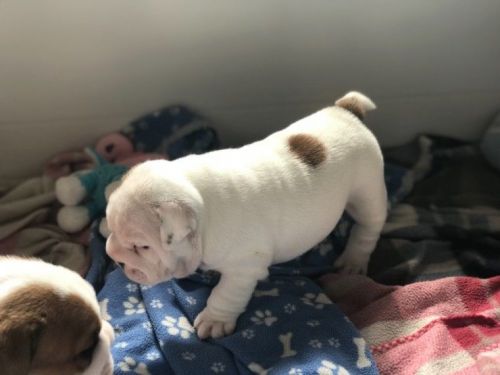 English Bulldog Puppies