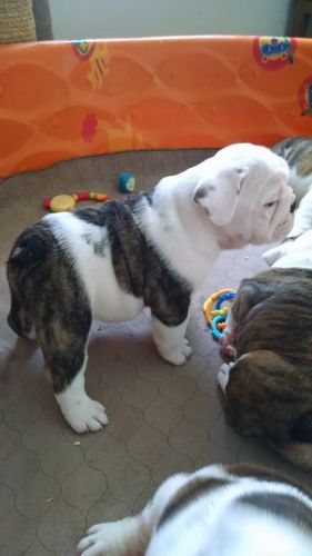 Terrific English bulldog puppies