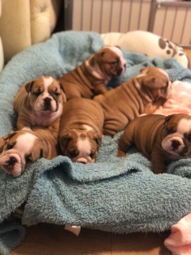 Beau Excellent English Bulldog