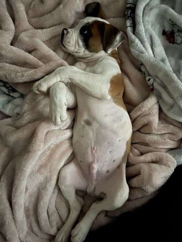 ENGLISH BULLDOG PITBULL MIX