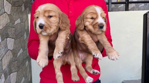 Cocker spaniel puppies for sale