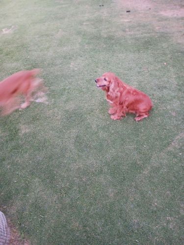 Pure breed english cocker spaniel