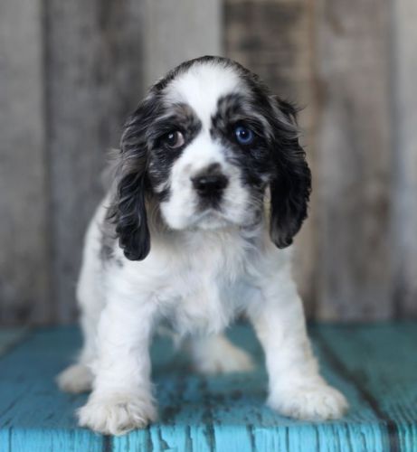English Cocker Spaniel Puppies. Text (***) ***-***2