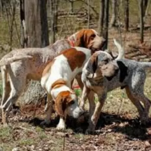 english coonhound dogs - caring