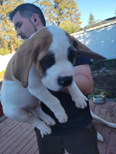 St Bernard/English Mastiff