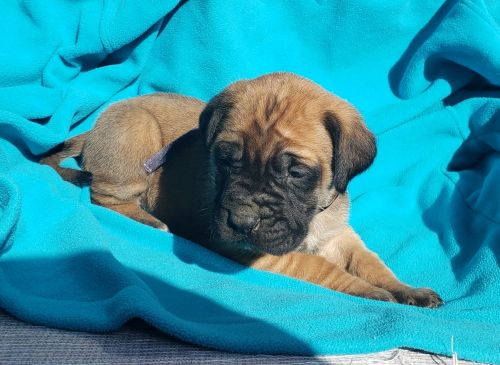 Purebred AKC English Mastiff Puppies