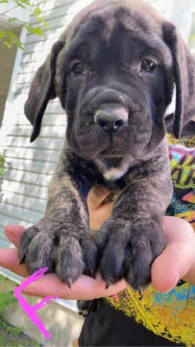 Mixed Mastiffs