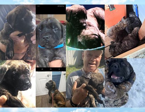 Mastiff puppies (Brindle and reverse brindle).