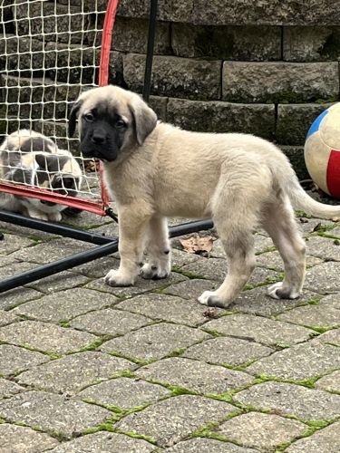 English Mastiff Puppies