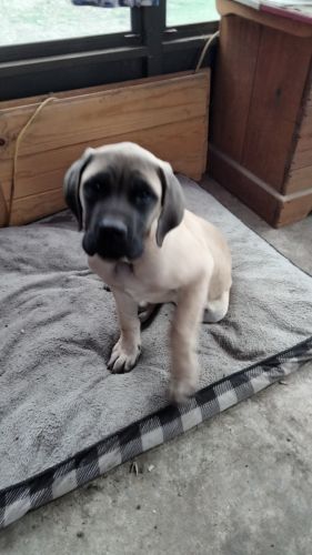 English Mastiff girl
