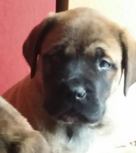 English mastiff pups for sale