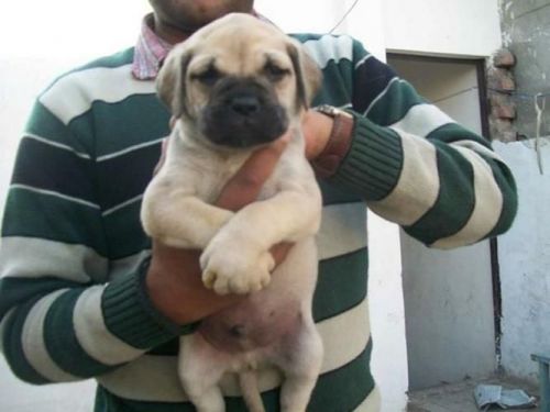 Mabel Mastiff Puppies