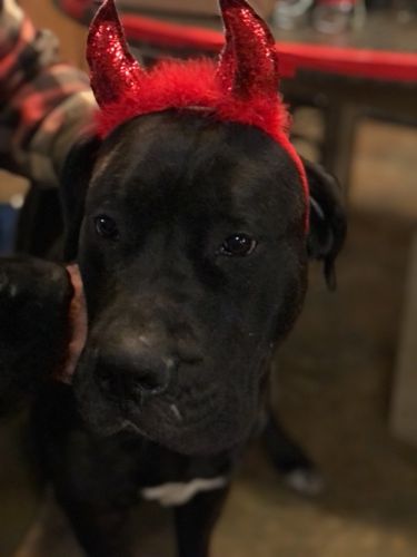 1.5yr old English Mastiff Female