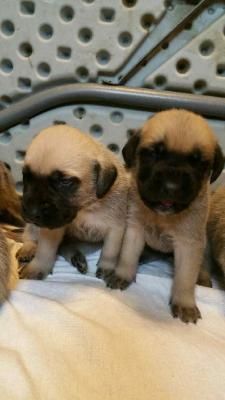 Beautiful full blooded mastiff puppies