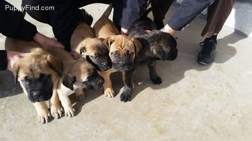 AKC English Mastiff Puppies