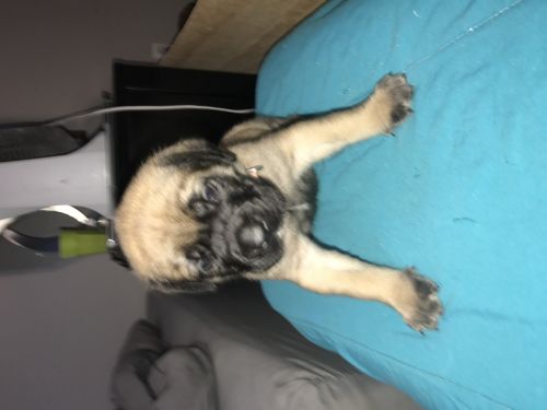 English mastiff puppies