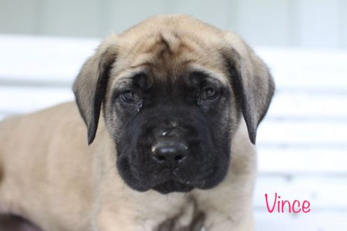 AKC Registered English Mastiff