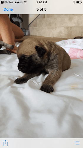 English mastiff puppies