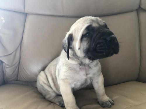 English Mastiff Puppies for sale in New York, NY, USA. price: NA