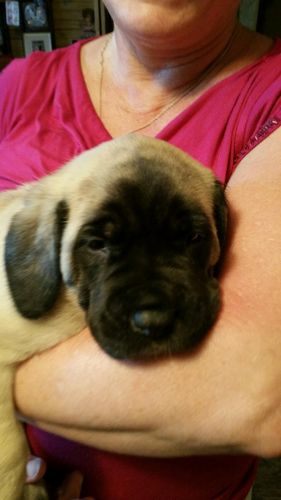 Akc registered English mastiff puppies