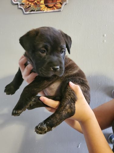 English Mastiff Puppies for sale in Mesa, AZ, USA. price: $1,500