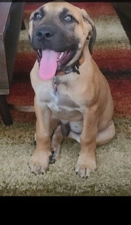 1 English Mastiff puppy