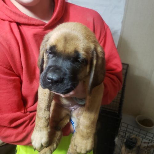 We are looking for forever homes