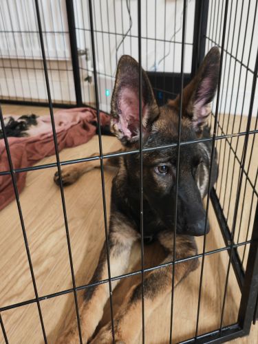 3 lelt beautiful female looking home