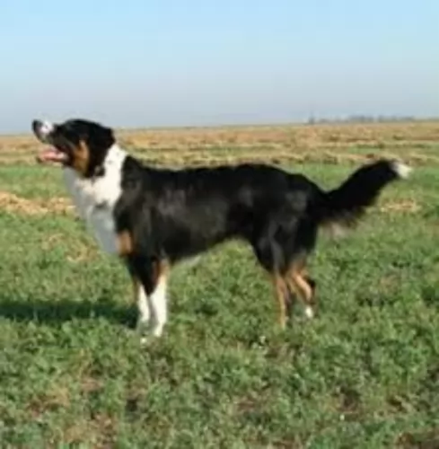 english shepherd dog - characteristics