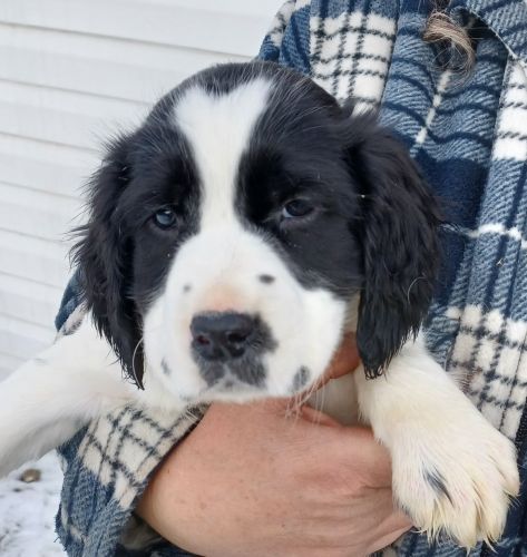 AKC Springer Spaniel male puppy