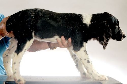 english soruger spaniel