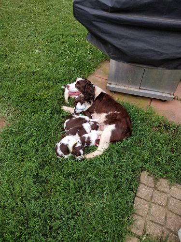 English Springer spaniel pups