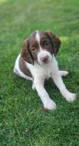 Field Bred English Springer Spaniels