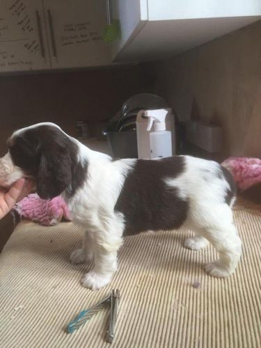 English Springer Spaniel show type puppies
