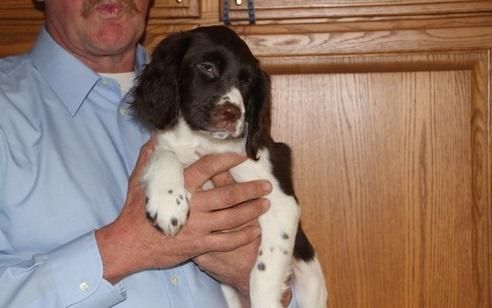 AKC English Springer Spaniel Puppies