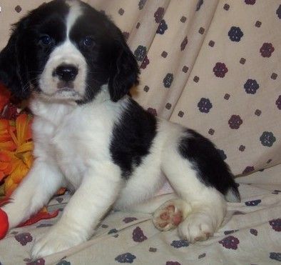 Healthy English Springer Spaniel Puppies