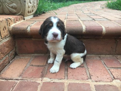 AKC English Springer Spaniel puppies