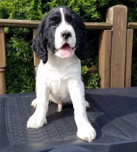 Well Socialized English Springer Spaniel Puppies