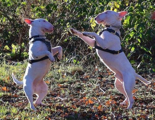 English Bull Terrier Puppies