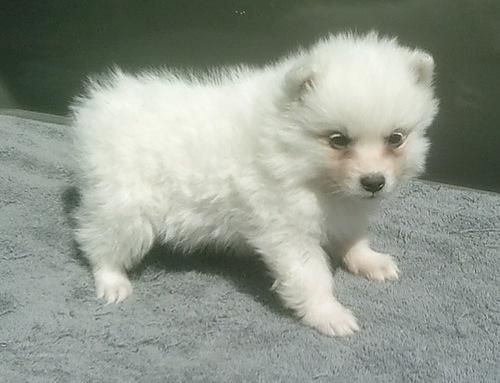 Akc American Eskimo Puppies For Sale