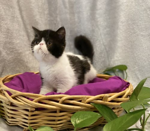 CFA registered exotic sh girl extreme face