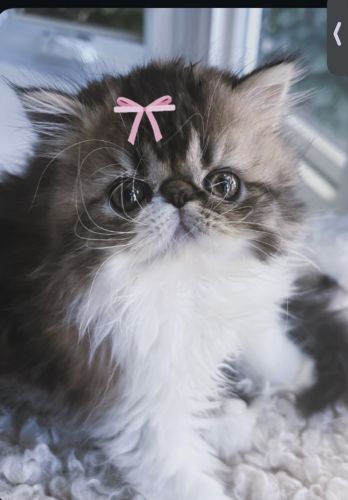 longhair Persian kittens available